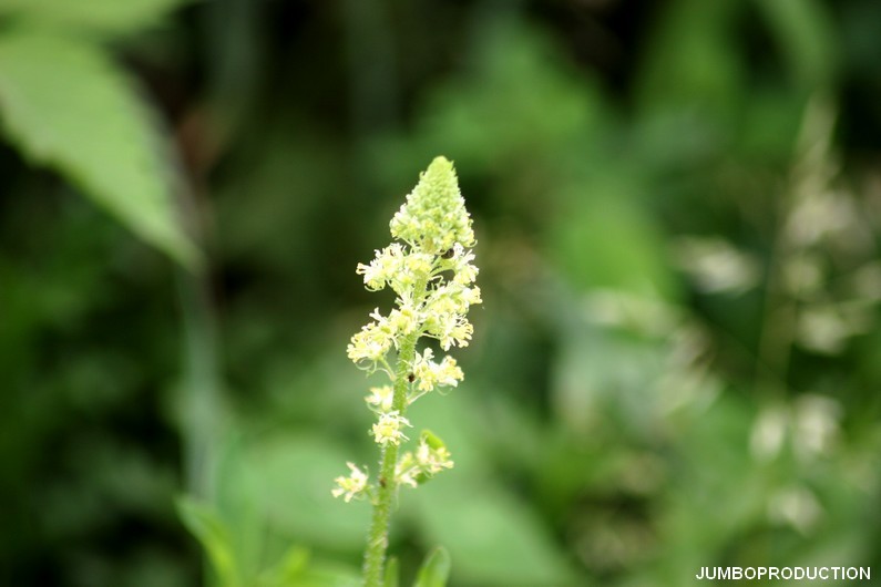 RESEDA JAUNE