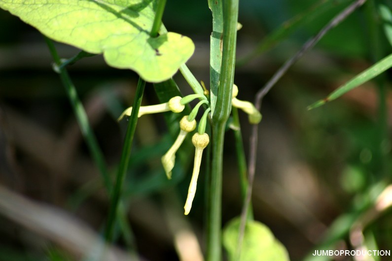 ARISTOLOCHE CLEMATITE