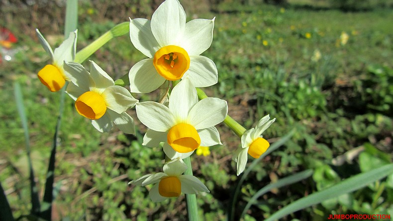 NARCISSE A BOUQUET