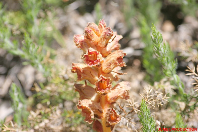 OROBANCHE GRELE