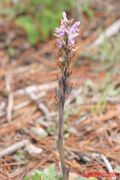 OROBANCHE AMETHYSTE