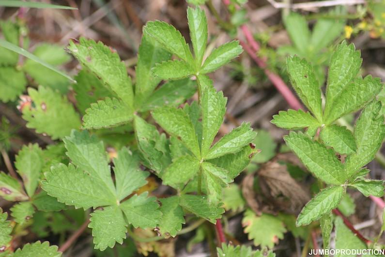 potentille rampante