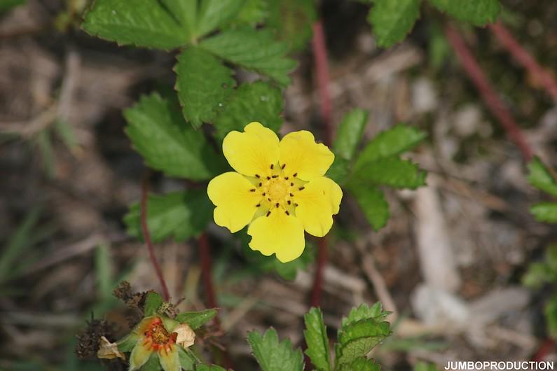 potentille rampante
