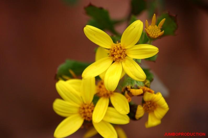 FAUX CHRYSANTHEME