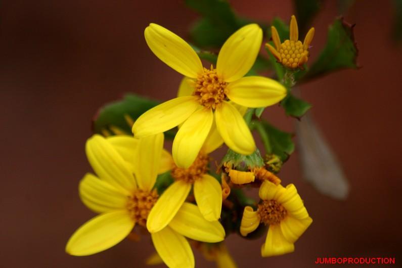 FAUX CHRYSANTHEME