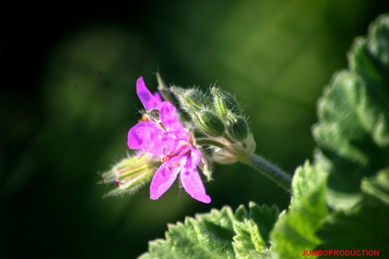 erodium
