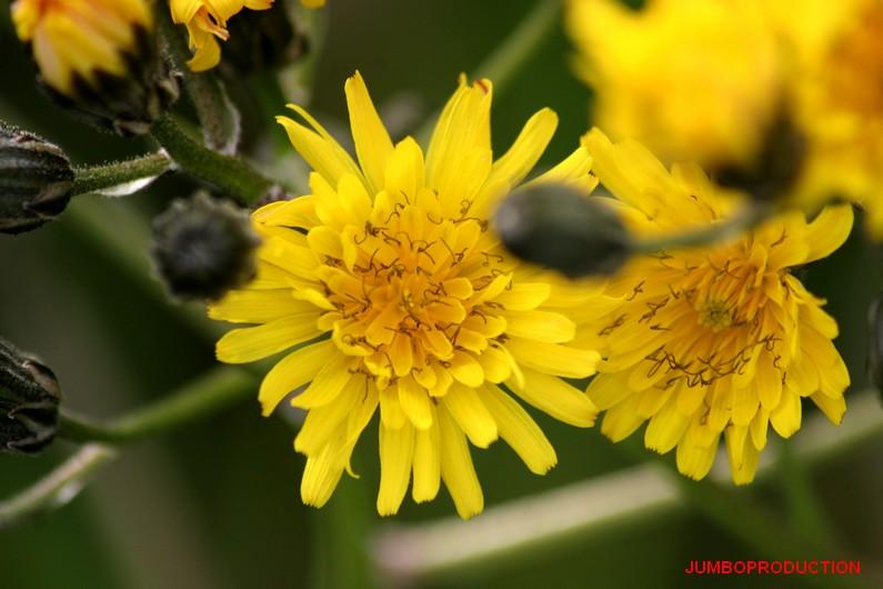 CREPIDE FEUILLES PISSENLIT
