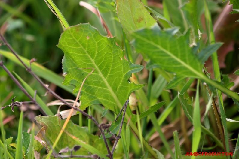 CREPIDE FEUILLES PISSENLIT
