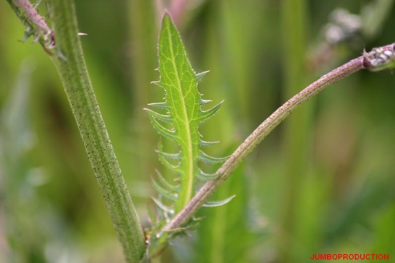 CREPIDE FEUILLES PISSENLIT
