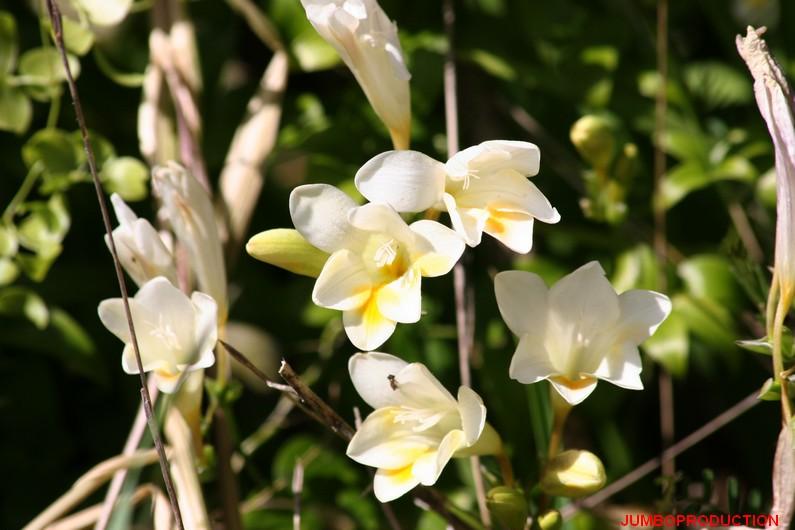 FREESIA