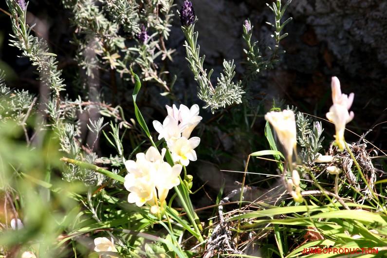 FREESIA