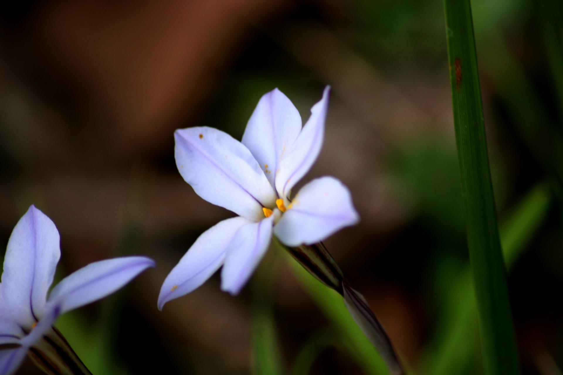 IPHEION