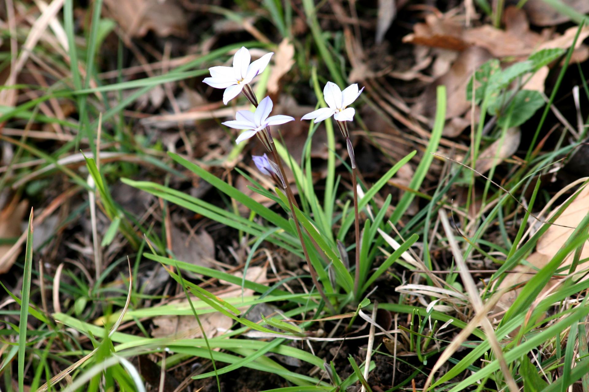 IPHEION