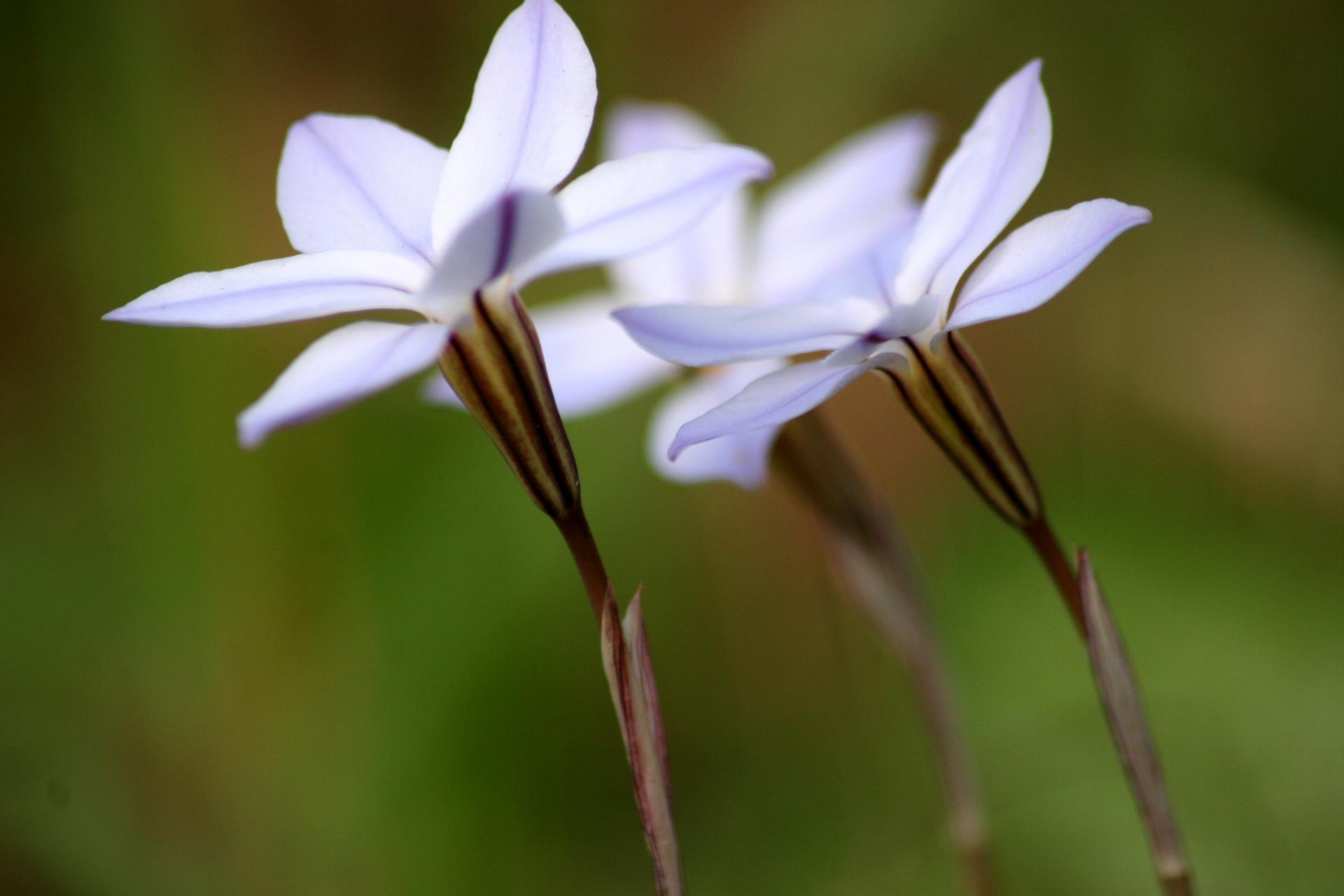 IPHEION