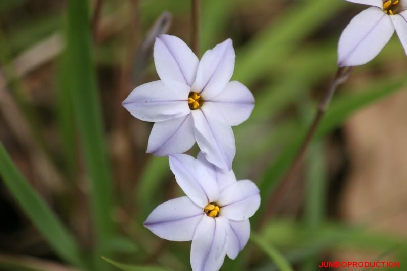 IPHEION