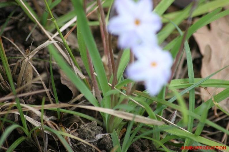 IPHEION