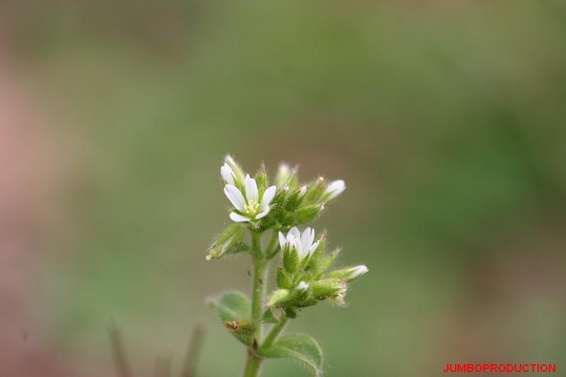 CERAISTE AGGLOMERE