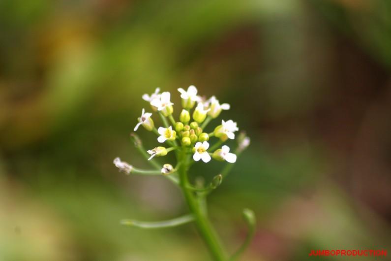 CALEPINE