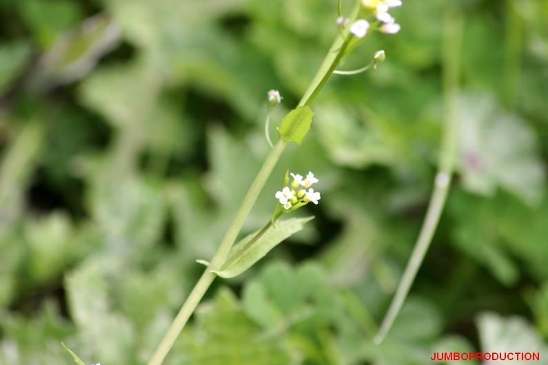 CALEPINE