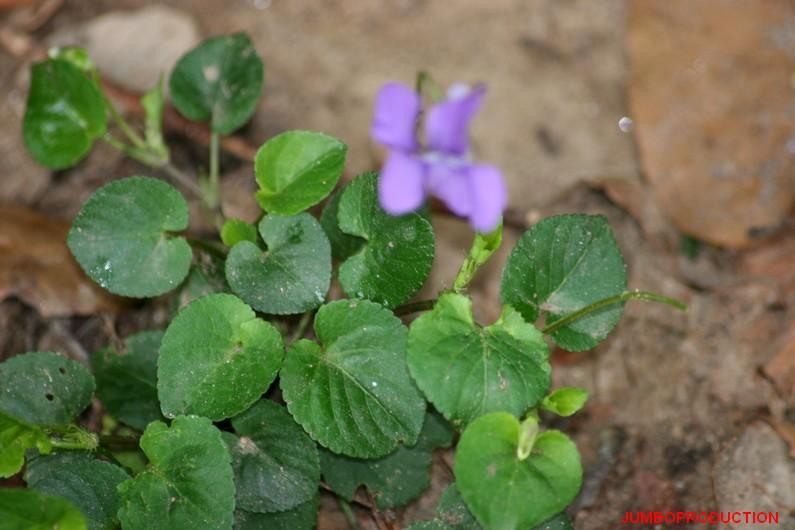 VIOLETTES DES BOIS