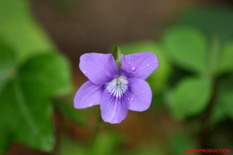 VIOLETTES DES BOIS