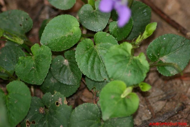 VIOLETTES DES BOIS