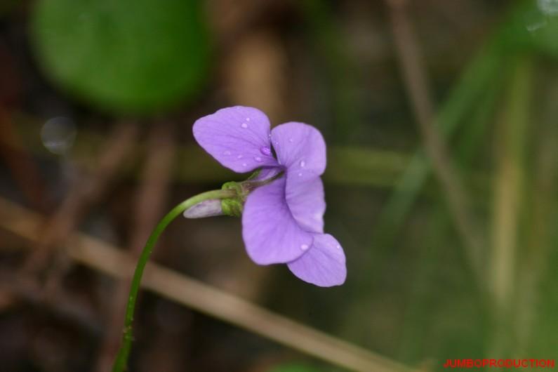 VIOLETTES DES BOIS