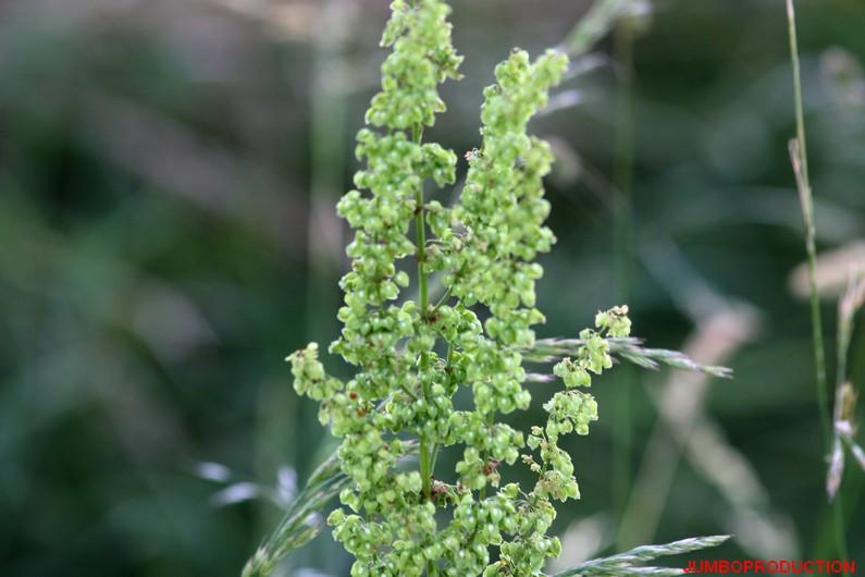 OSEILLE EPINARD