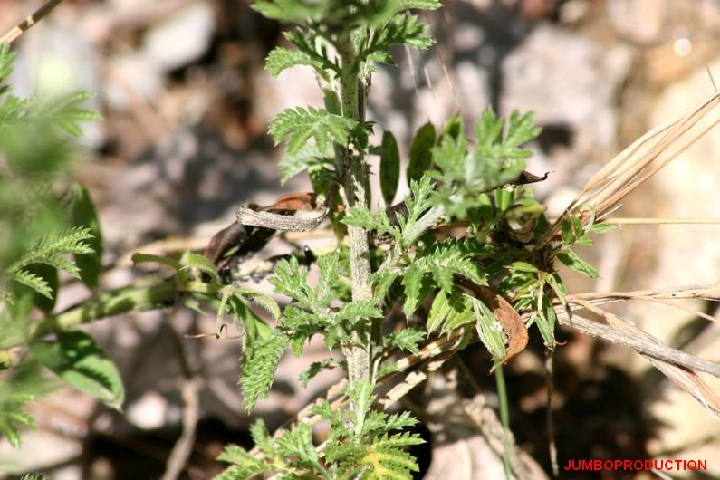 ANTHEMIS DES TEINTURIERS
