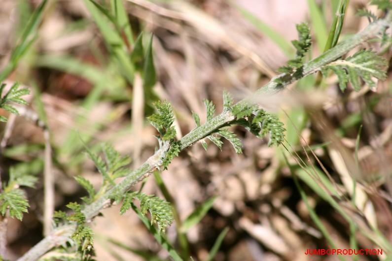 ANTHEMIS DES TEINTURIERS