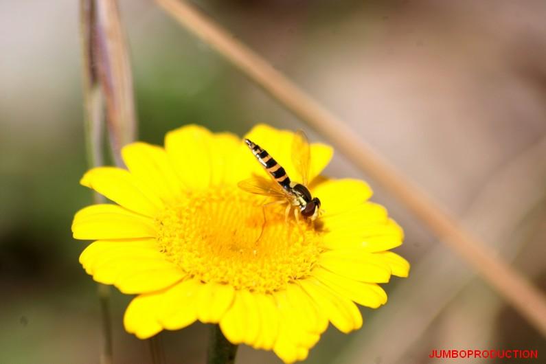 ANTHEMIS DES TEINTURIERS