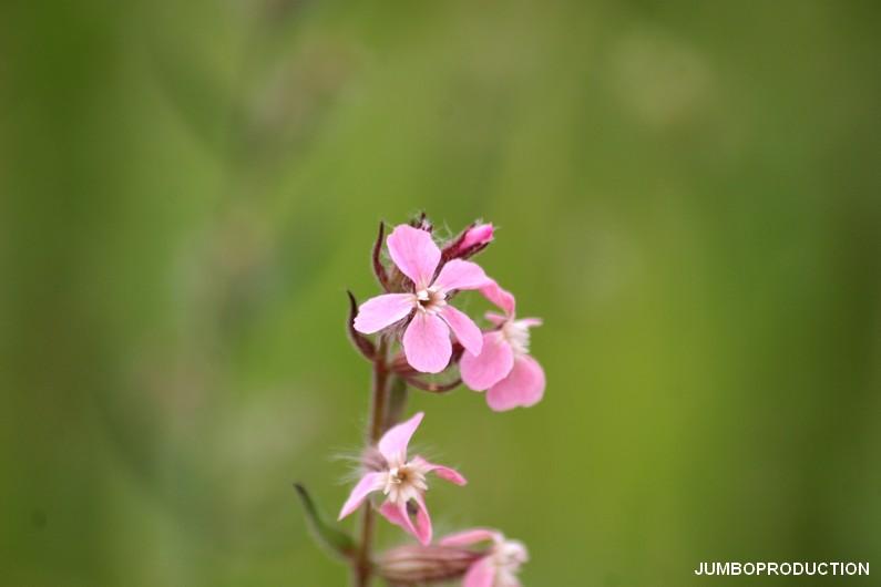 SILENE DE FRANCE