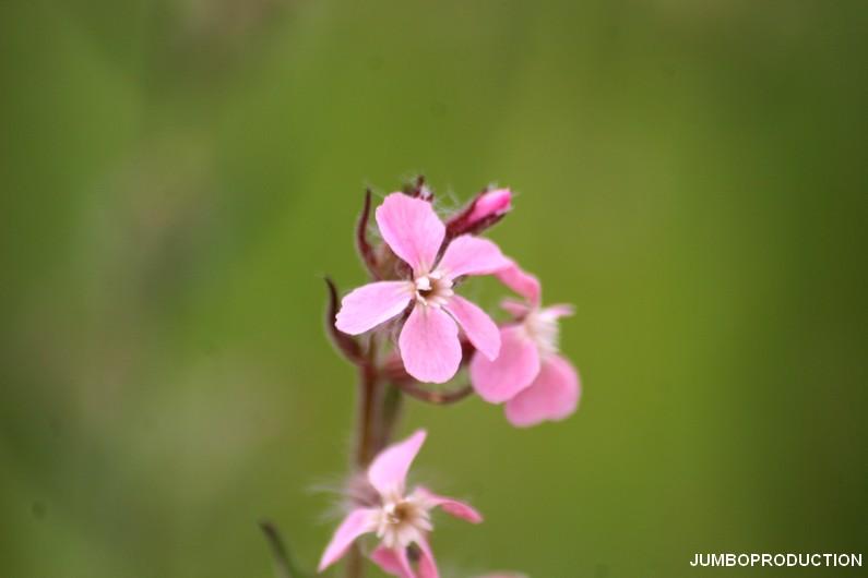 SILENE DE FRANCE