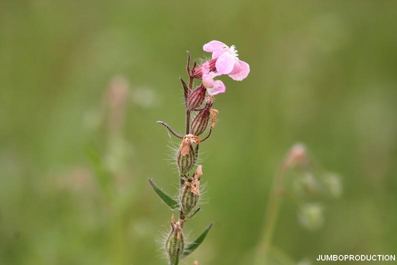 SILENE DE FRANCE