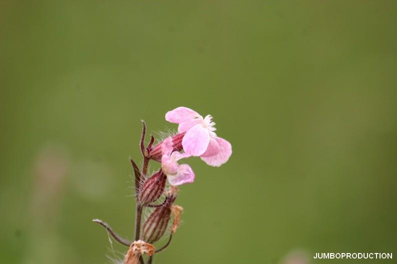 SILENE DE FRANCE