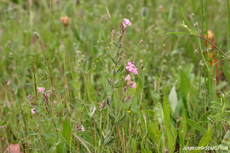 SILENE DE FRANCE