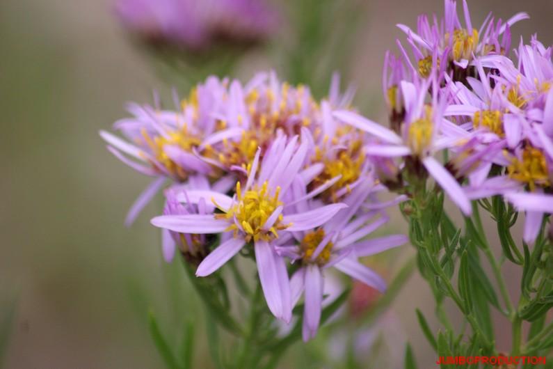 ASTER 3 NERVURES