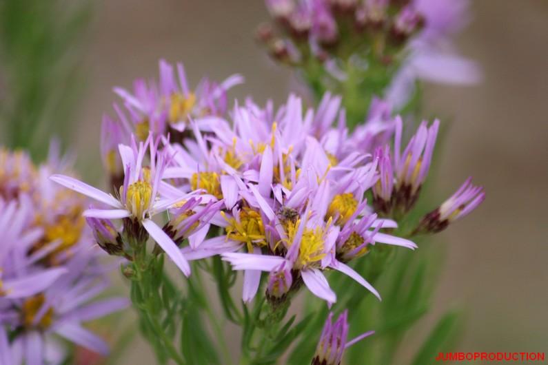 ASTER 3 NERVURES