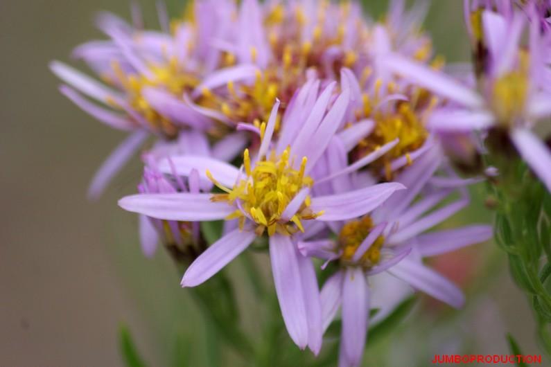 ASTER 3 NERVURES