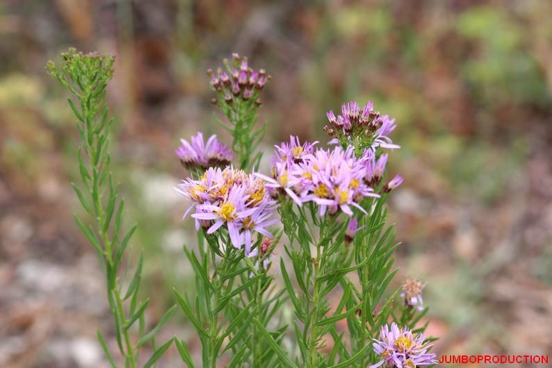 ASTER 3 NERVURES