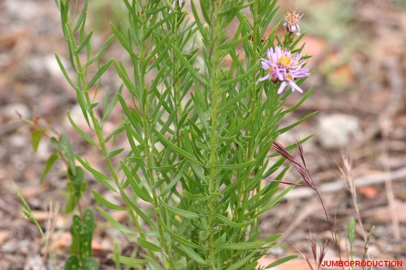 ASTER 3 NERVURES