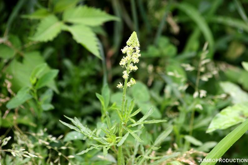 RESEDA JAUNE