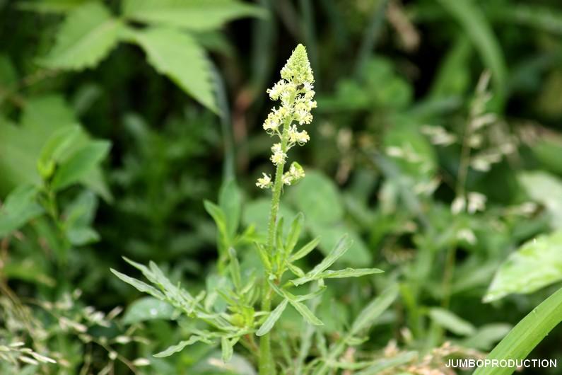 RESEDA JAUNE