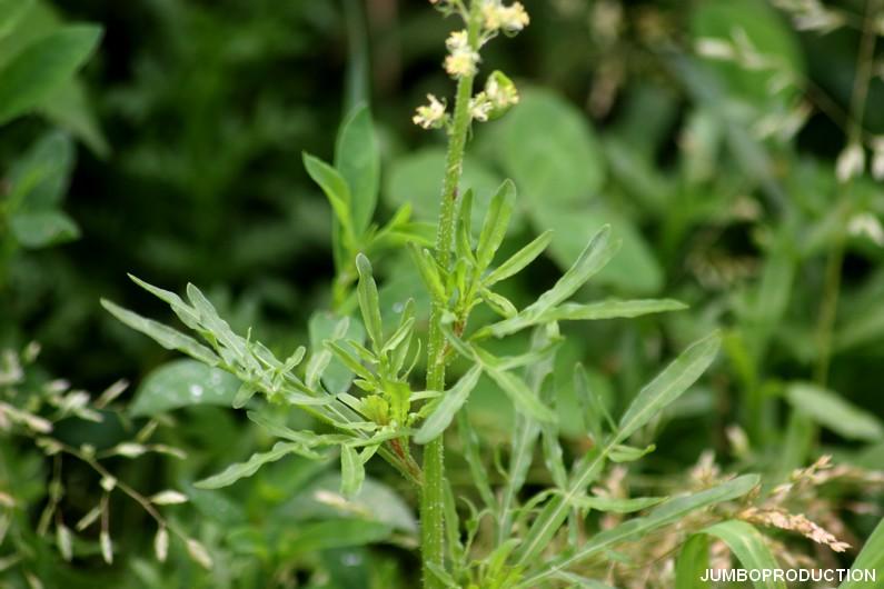 RESEDA JAUNE