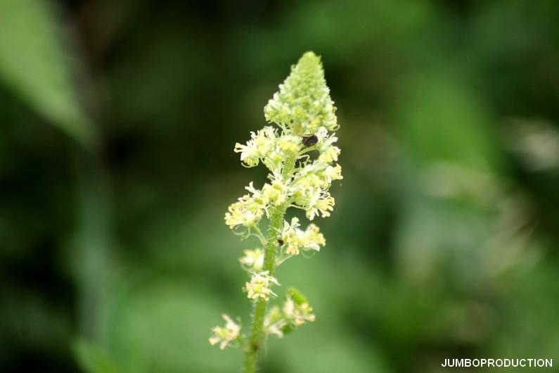 RESEDA JAUNE