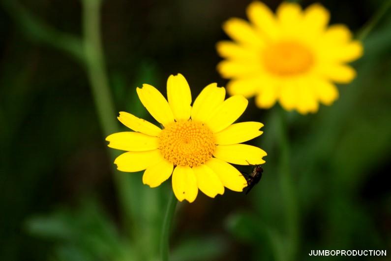 CHRYSANTHEME DES MOISSONS