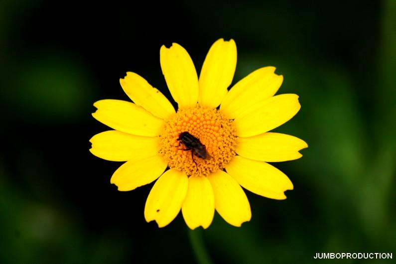 CHRYSANTHEME DES MOISSONS