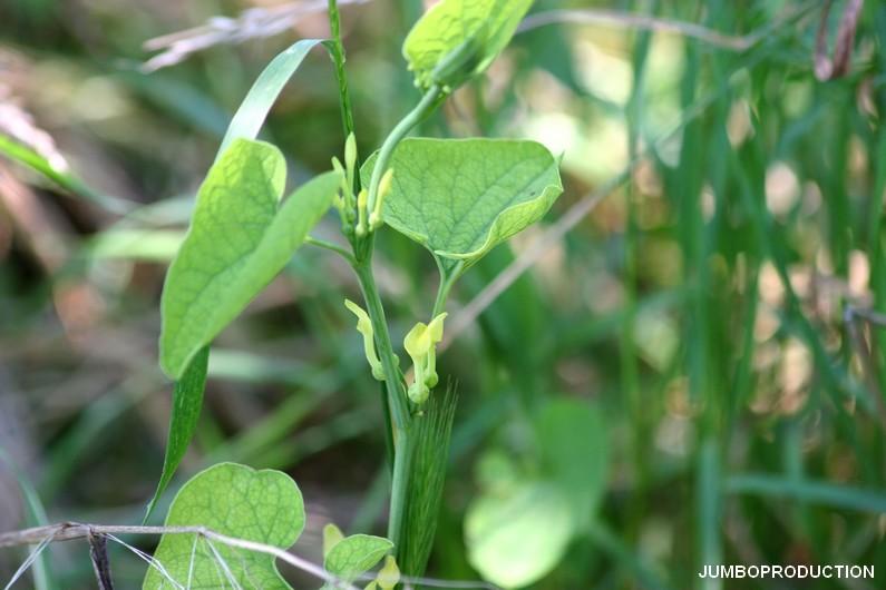ARISTOLOCHE