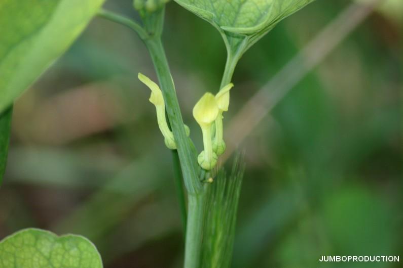 ARISTOLOCHE