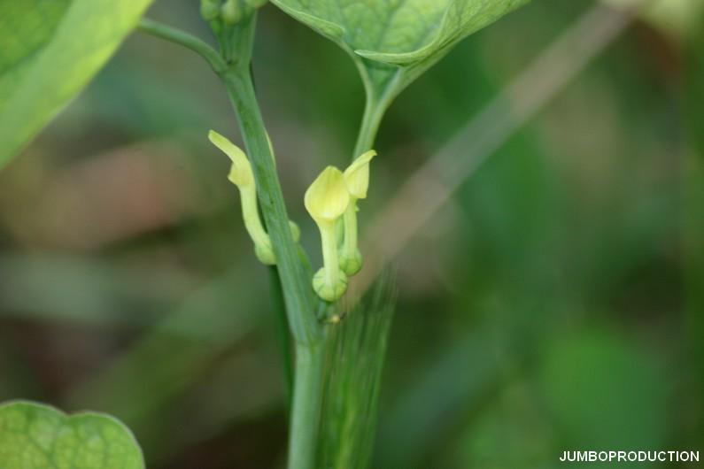 ARISTOLOCHE